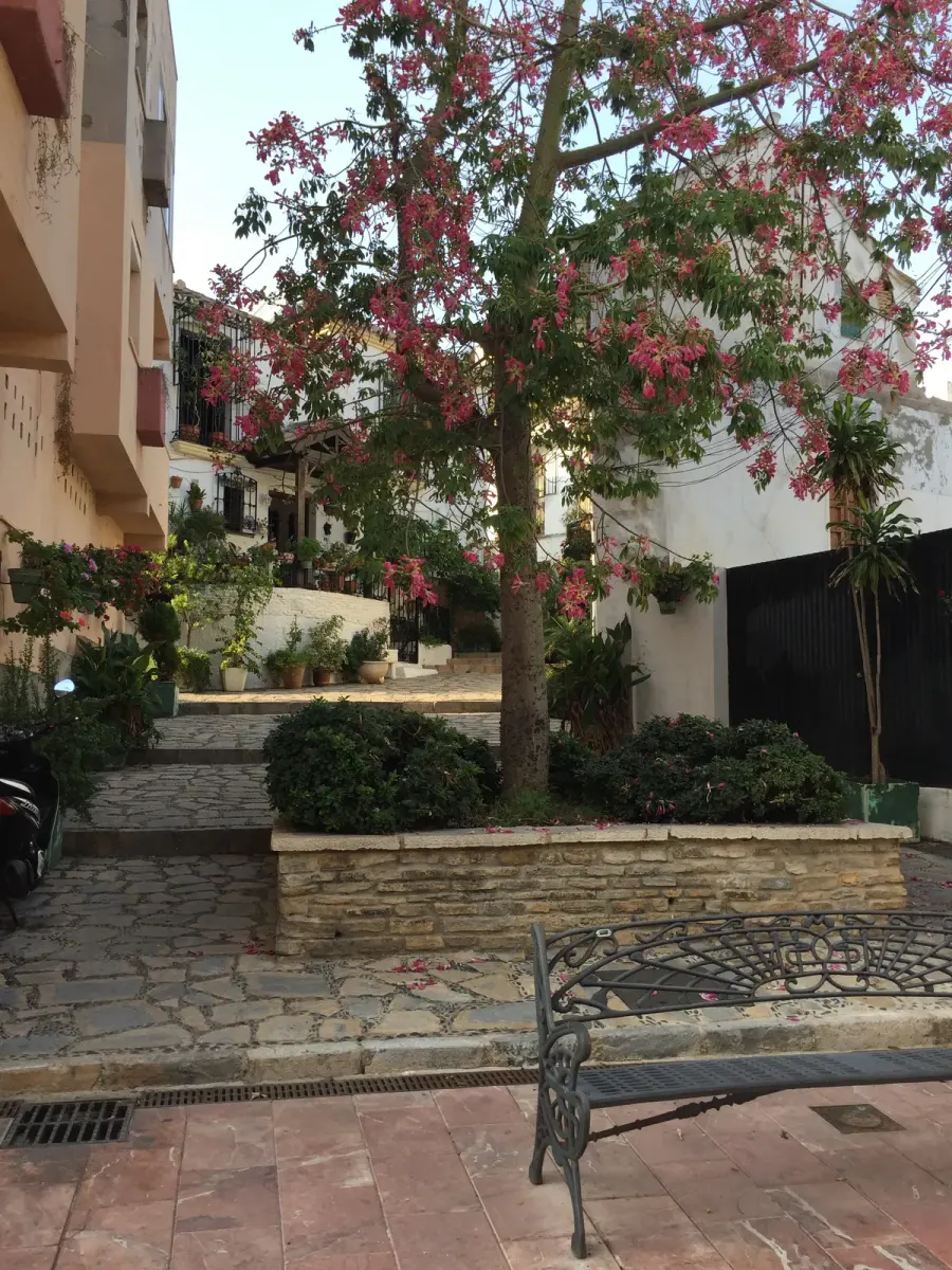 Stone steps and a whitewashed courtyard beneath a flowering tree in Estepona’s old town